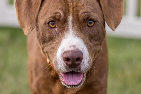 Close-up of a brown dog with light brown eyes.