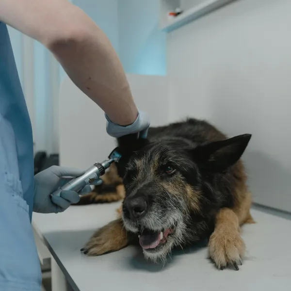 A veterinarian is examining a dog on an examination table using an otoscope. The dog is lying down, appears relaxed, and has a happy expression with its tongue slightly out.