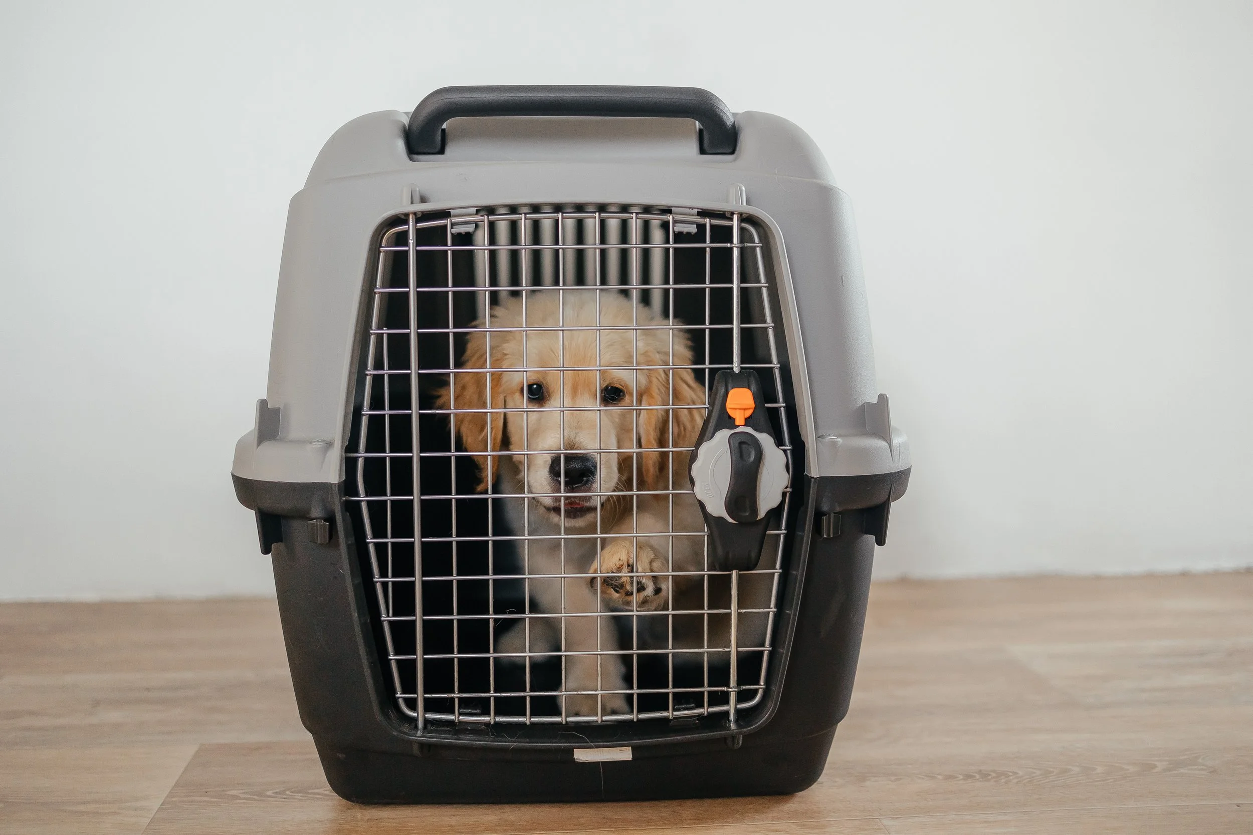 Golden retriever puppy inside a plastic pet carrier with a metal door.